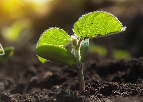 Soybean Plant in Western MA